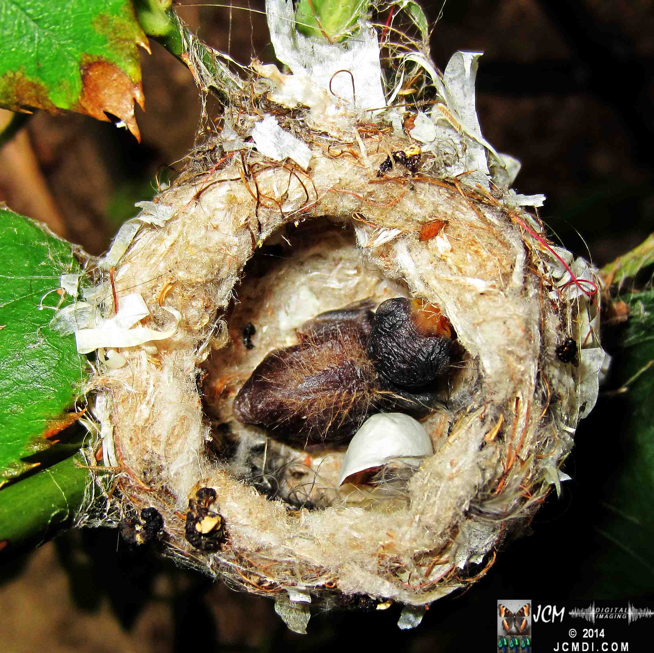 Allens Hummingbird nest, chick and filming setup
